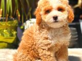Toy Poodle Erkek