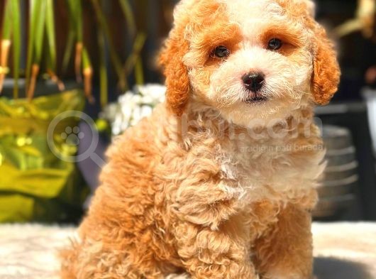 Toy Poodle Erkek görsel