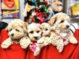 0 Numara Malti̇poo Bebekleri̇mi̇z