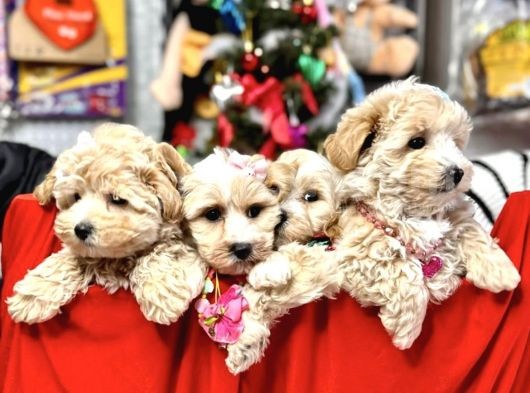 0 Numara Malti̇poo Bebekleri̇mi̇z görsel