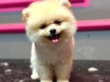 Pomerani̇n Yavrularimiz İçi̇n İletşi̇me Geçebi̇li̇rsi̇ni̇z