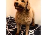 2 YAŞINDA ANNE VE 4 ERKEK RED BROWN TOY POODLE