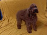 TOY POODLE KIRMIZI BEŞ BUÇUK AYLIK DİŞİ TOY POODLE