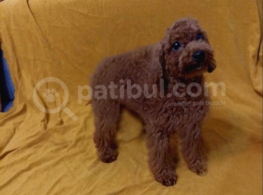 Toy Poodle Kirmizi Beş Buçuk Aylik Di̇şi̇ Toy Poodle