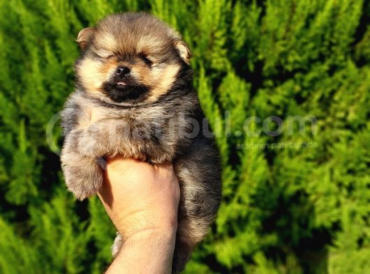 Orjinal Biblo Gibi Pomeranian Yavrularım görsel