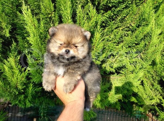 Orjinal Biblo Gibi Pomeranian Yavrularım görsel