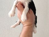 Cavailer king Charles