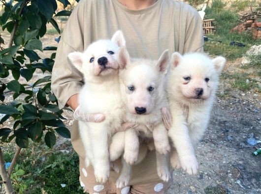 Sibirya Kurdu (Husky) görsel