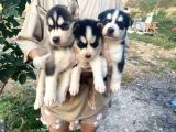 Sibirya Kurdu (Husky)