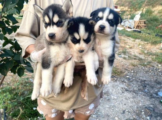 Sibirya Kurdu (Husky) görsel