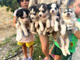 Sibirya Kurdu (Husky)