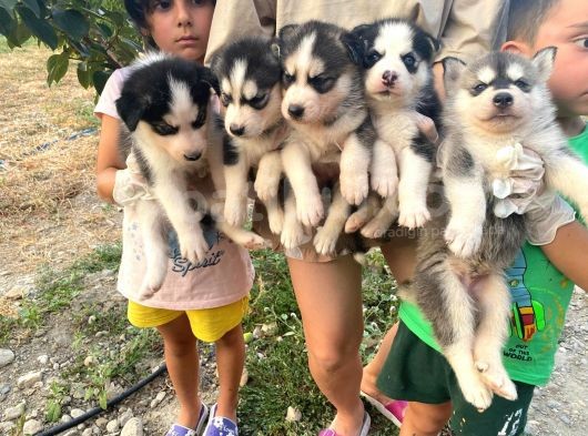 Sibirya Kurdu (Husky) görsel