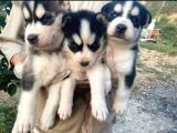 Sibirya Kurdu (Husky)
