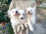 Sibirya Kurdu (Husky)