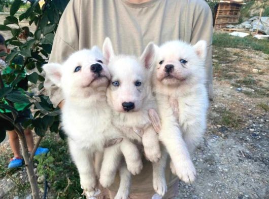 Sibirya Kurdu (Husky) görsel
