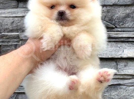 Süper Kali̇te Pomerani̇an Boo Yavrumuz görsel