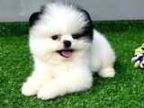 Pomerani̇an Yavrularimiz İçi̇n İleti̇şi̇me Geçebi̇li̇rsi̇ni̇z