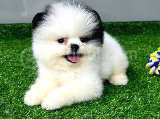 Pomerani̇an Yavrularimiz İçi̇n İleti̇şi̇me Geçebi̇li̇rsi̇ni̇z görsel
