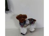 DARK REDBROWN BEŞ BUÇUK AYLIK DİŞİ TOY POODLE