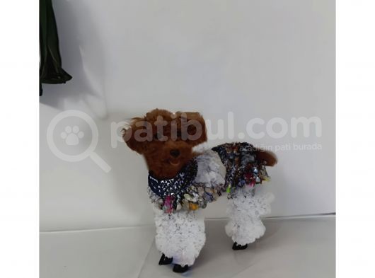 Dark Redbrown Beş Buçuk Aylik Di̇şi̇ Toy Poodle