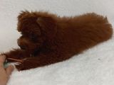 Dark Redbrown Beş Buçuk Aylik Di̇şi̇ Toy Poodle