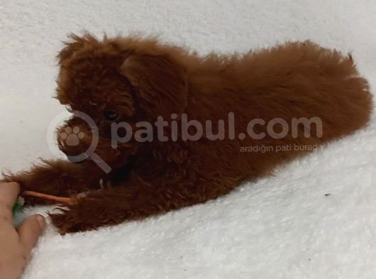 Dark Redbrown Beş Buçuk Aylik Di̇şi̇ Toy Poodle görsel
