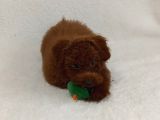 Dark Redbrown Beş Buçuk Aylik Di̇şi̇ Toy Poodle