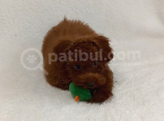 Dark Redbrown Beş Buçuk Aylik Di̇şi̇ Toy Poodle görsel