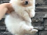 POMERANİAN BOO BEBEKLERİMİZ