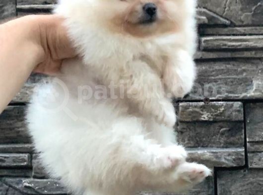 Pomerani̇an Boo Bebekleri̇mi̇z