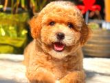 Party Colour Erkek Toy Poodle