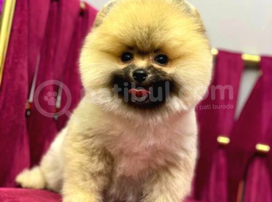 Pomerani̇an Yavrularimiz İçi̇n İleti̇şi̇me Geçebi̇li̇rsi̇ni̇z