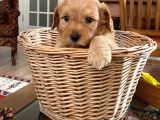 Tarçının Maltipoo bebekleri