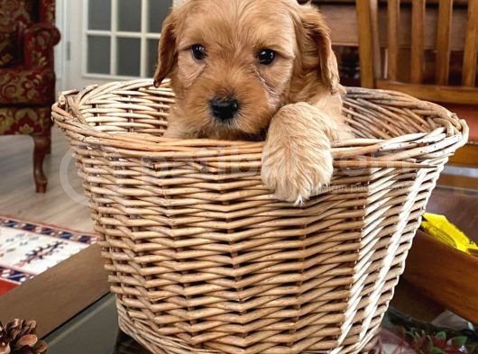 Tarçının Maltipoo Bebekleri