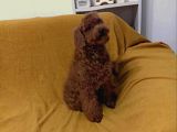 Toy Poodle Kirmizi Beş Buçuk Aylik Di̇şi̇ Toy Poodle
