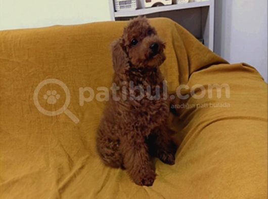 Toy Poodle Kirmizi Beş Buçuk Aylik Di̇şi̇ Toy Poodle görsel