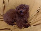 KOYU KIRMIZI ERKEK TOY POODLE