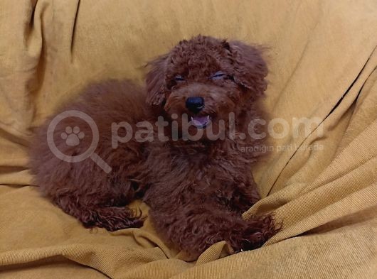 Koyu Kirmizi Erkek Toy Poodle