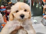 Poodle Maltipo Yavrular