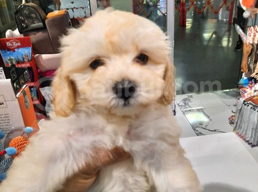 Poodle Maltipo Yavrular görsel