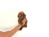 Toy Poodle Yavrular