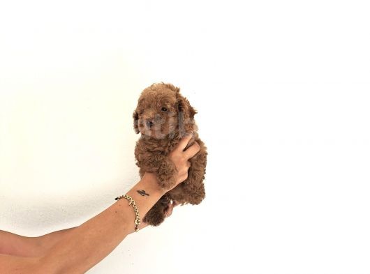 Toy Poodle Yavrular görsel