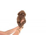 Toy Poodle Yavrular