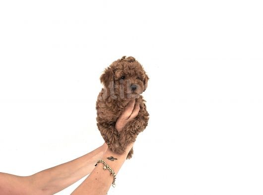 Toy Poodle Yavrular görsel