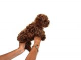 Toy Poodle Yavrular