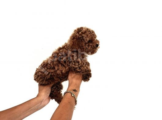 Toy Poodle Yavrular görsel
