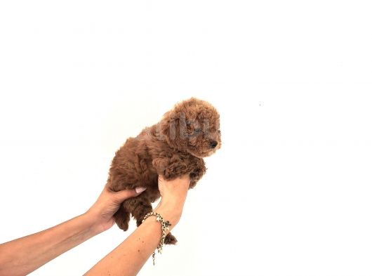 Toy Poodle Yavrular görsel