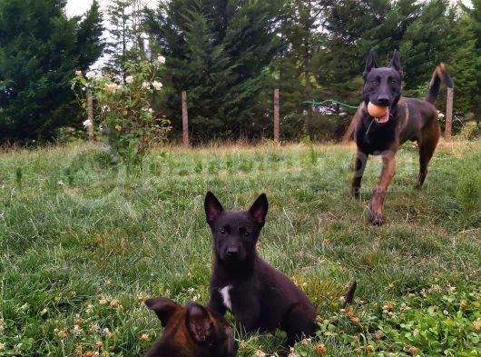 A Kalite Safkan Malinois Yavruları görsel