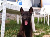 A Kalite Safkan Malinois Yavruları