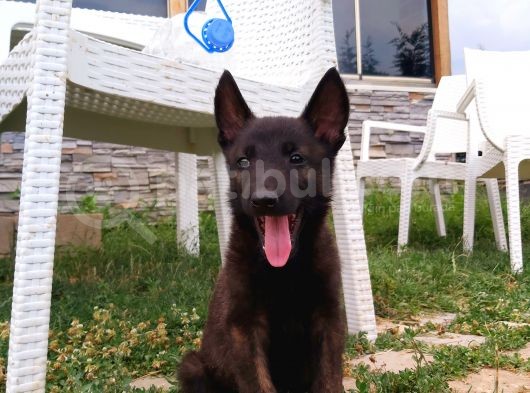A Kalite Safkan Malinois Yavruları görsel
